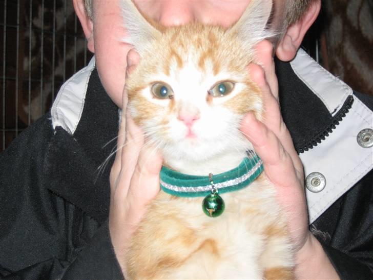 Blanding af racer Garfild billede 2