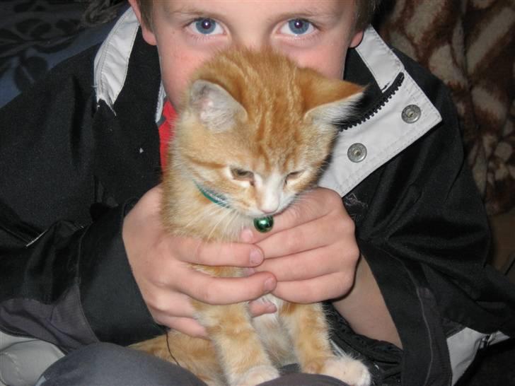 Blanding af racer Garfild billede 3