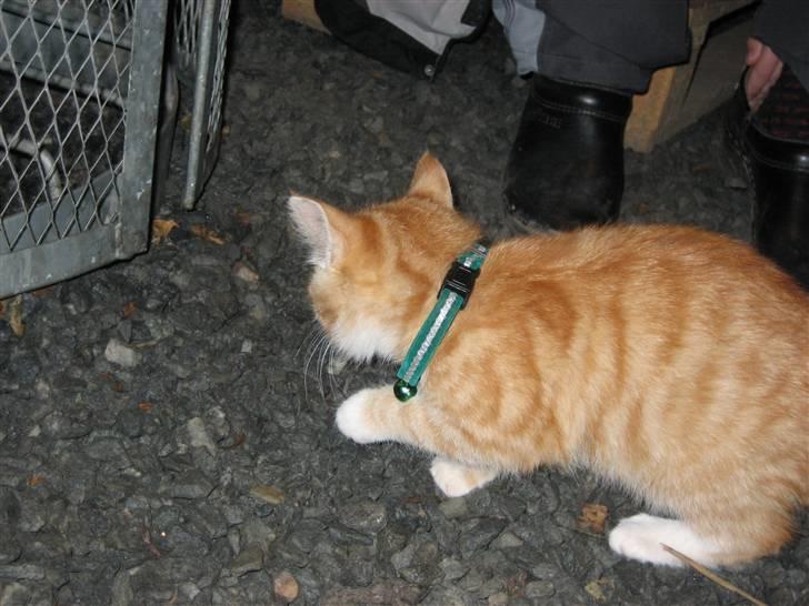 Blanding af racer Garfild billede 4