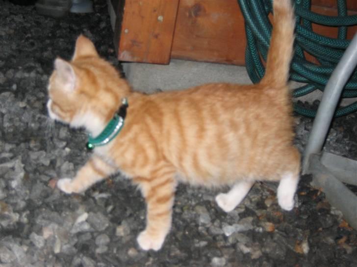 Blanding af racer Garfild billede 5