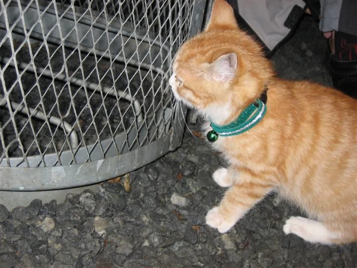 Blanding af racer Garfild billede 6