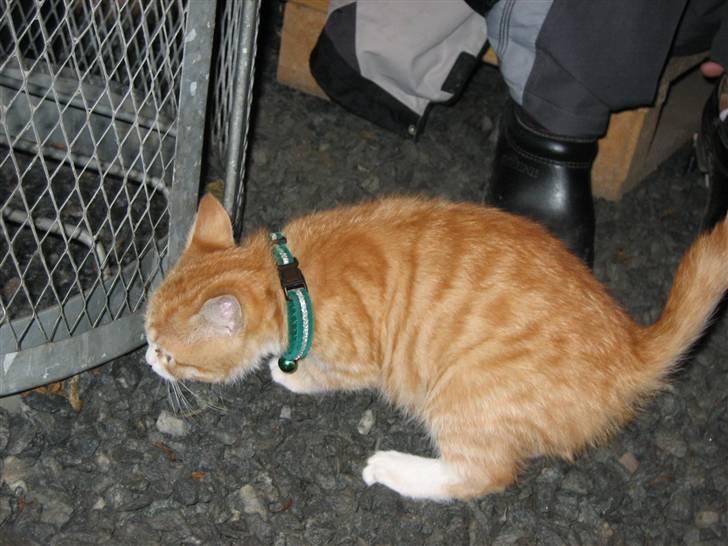 Blanding af racer Garfild billede 7