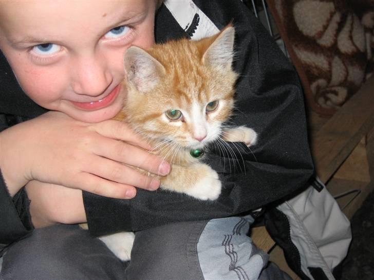 Blanding af racer Garfild billede 8