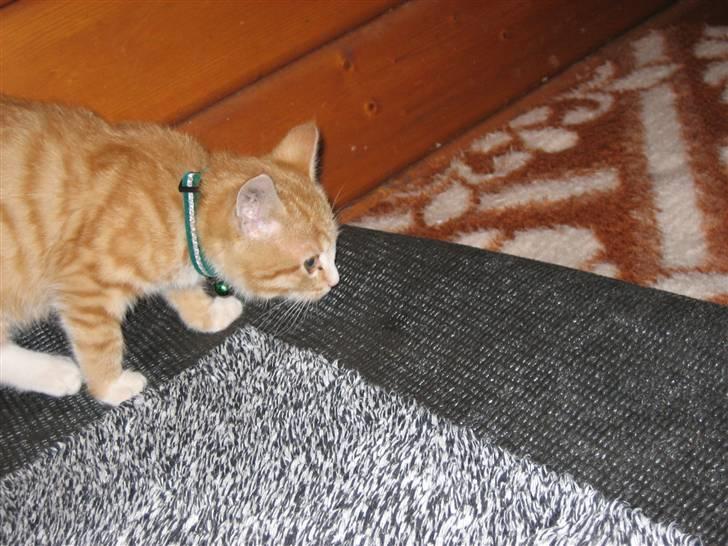 Blanding af racer Garfild billede 9