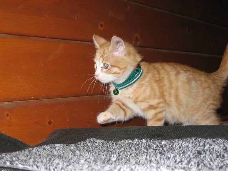 Blanding af racer Garfild billede 10