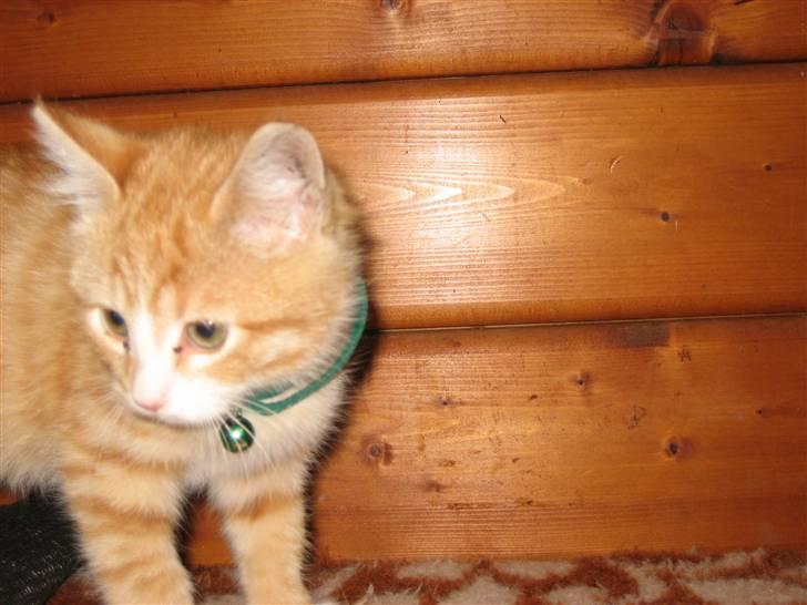 Blanding af racer Garfild billede 11