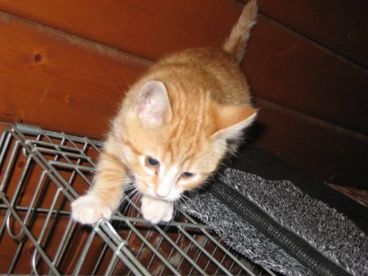 Blanding af racer Garfild billede 12