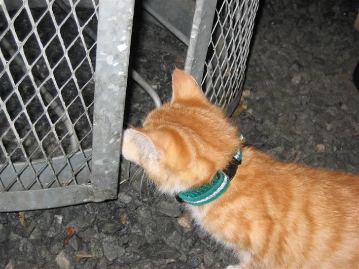 Blanding af racer Garfild billede 13