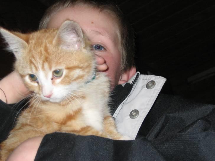 Blanding af racer Garfild billede 14