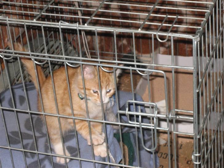 Blanding af racer Garfild billede 15