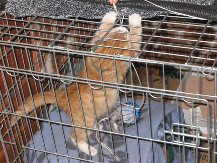 Blanding af racer Garfild billede 16