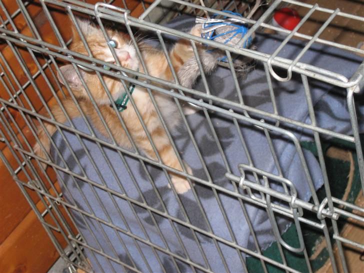 Blanding af racer Garfild billede 17