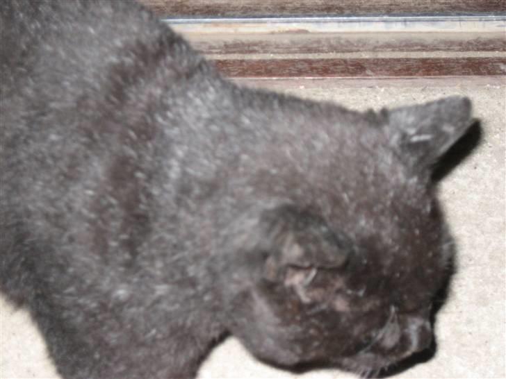 Blanding af racer Findus billede 2