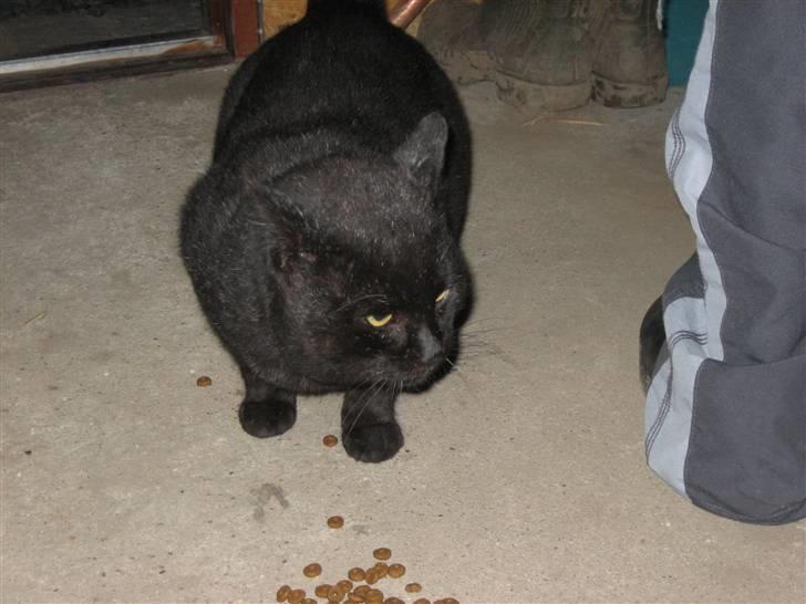 Blanding af racer Findus billede 3