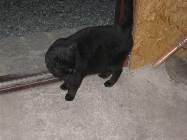 Blanding af racer Findus billede 4