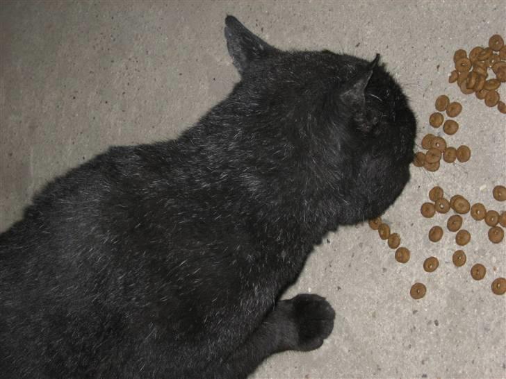 Blanding af racer Findus billede 5