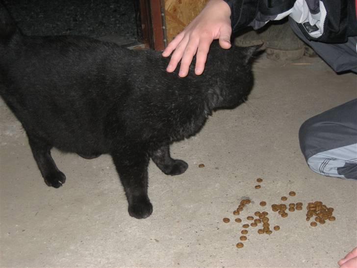 Blanding af racer Findus billede 6