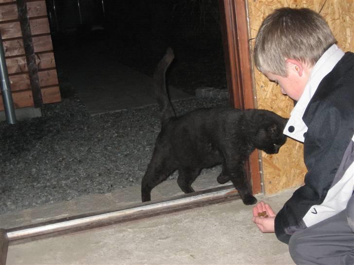 Blanding af racer Findus billede 7