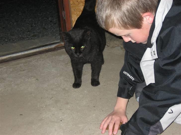 Blanding af racer Findus billede 8