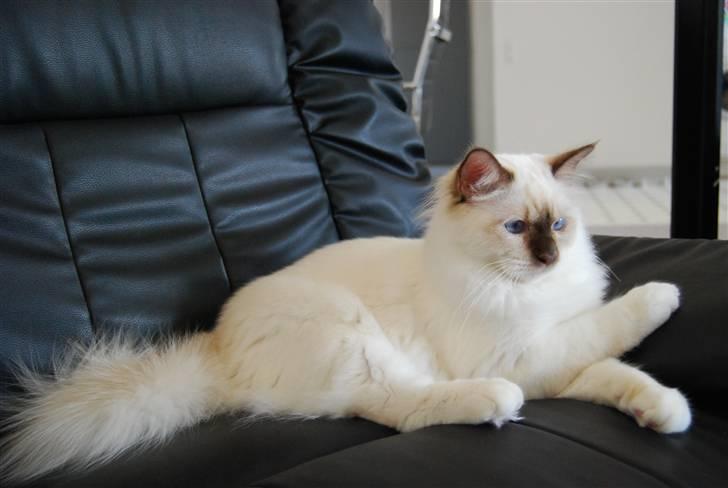 Hellig Birma Bailey's Irish Cream Song billede 10