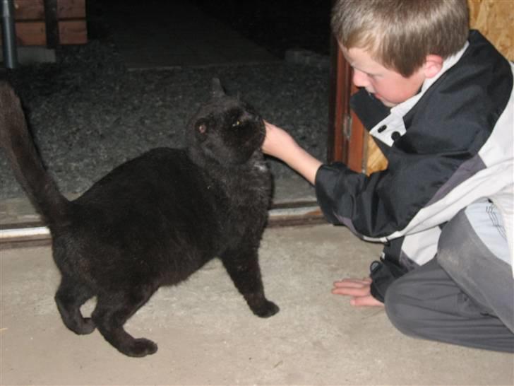 Blanding af racer Findus billede 9