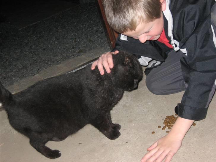 Blanding af racer Findus billede 10