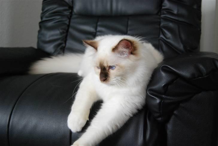 Hellig Birma Bailey's Irish Cream Song billede 11