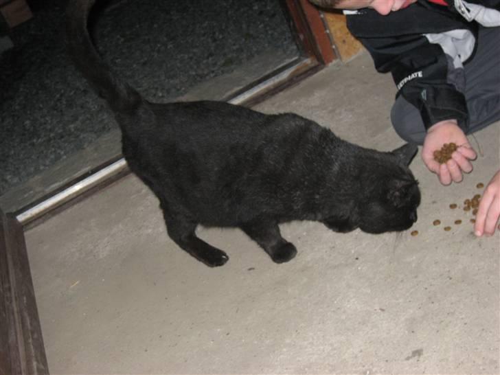 Blanding af racer Findus billede 11