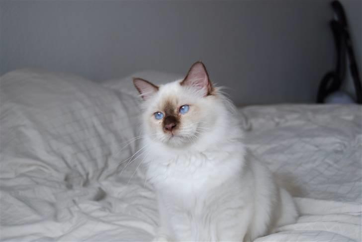 Hellig Birma Bailey's Irish Cream Song billede 12