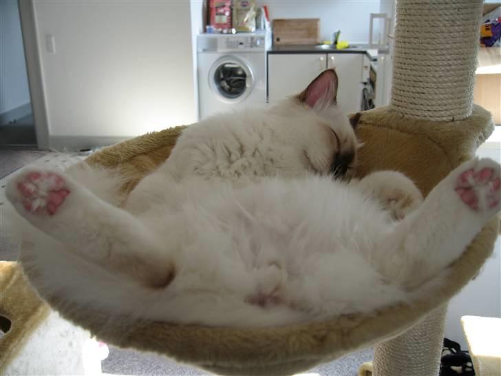 Hellig Birma Bailey's Irish Cream Song - "Mmmmmm, man ligger godt!!" billede 13