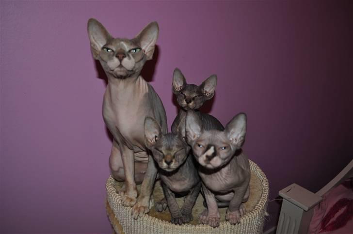 Sphynx rexsine - mig og mine fine killinger,  Andrea, Lotte og kaj bagi billede 1