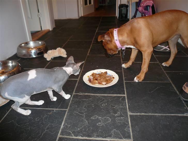 Sphynx rexsine - ja jeg siger jo at jeg er glad for mad ;) billede 2