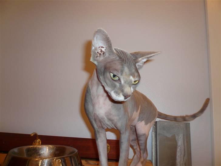 Sphynx rexsine - jeg er ikke så stor,  men jeg er super sød  billede 3