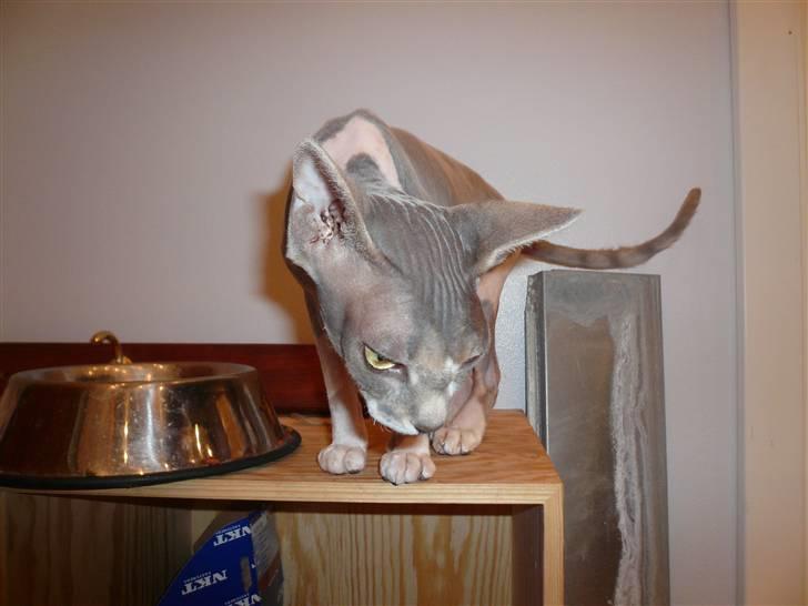 Sphynx rexsine billede 4