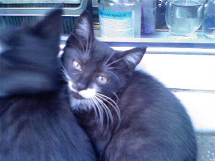 Huskat Kitty billede 5