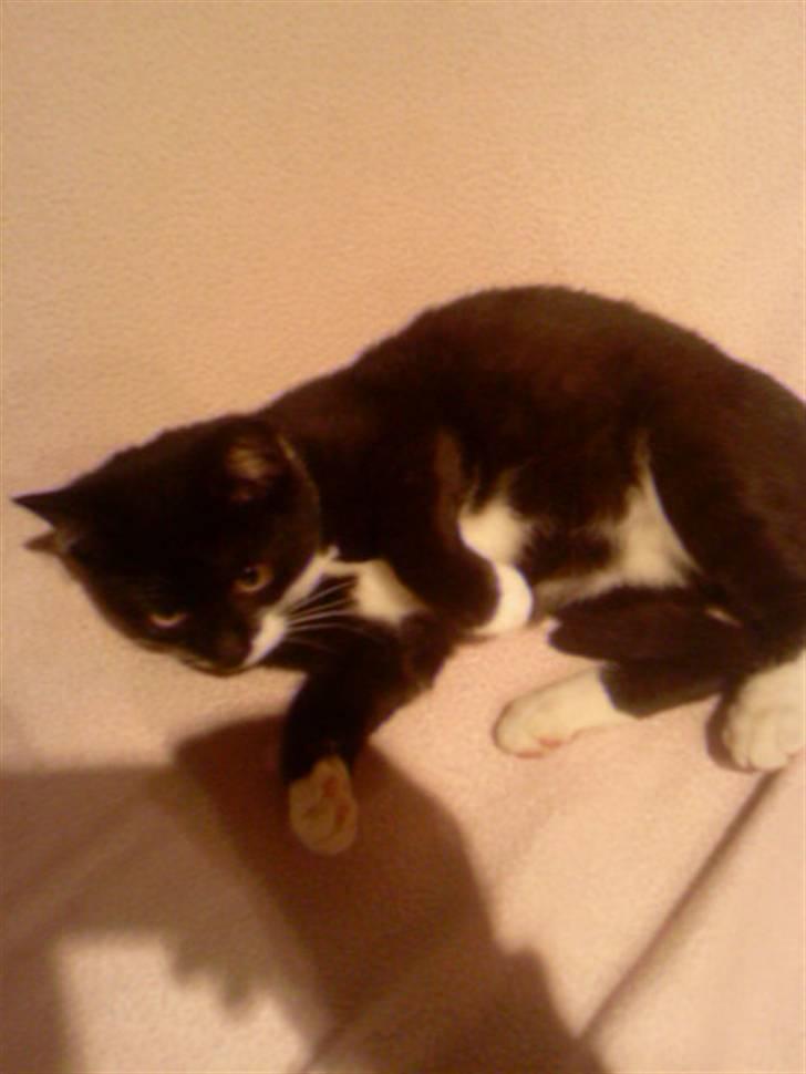 Huskat Kitty billede 6