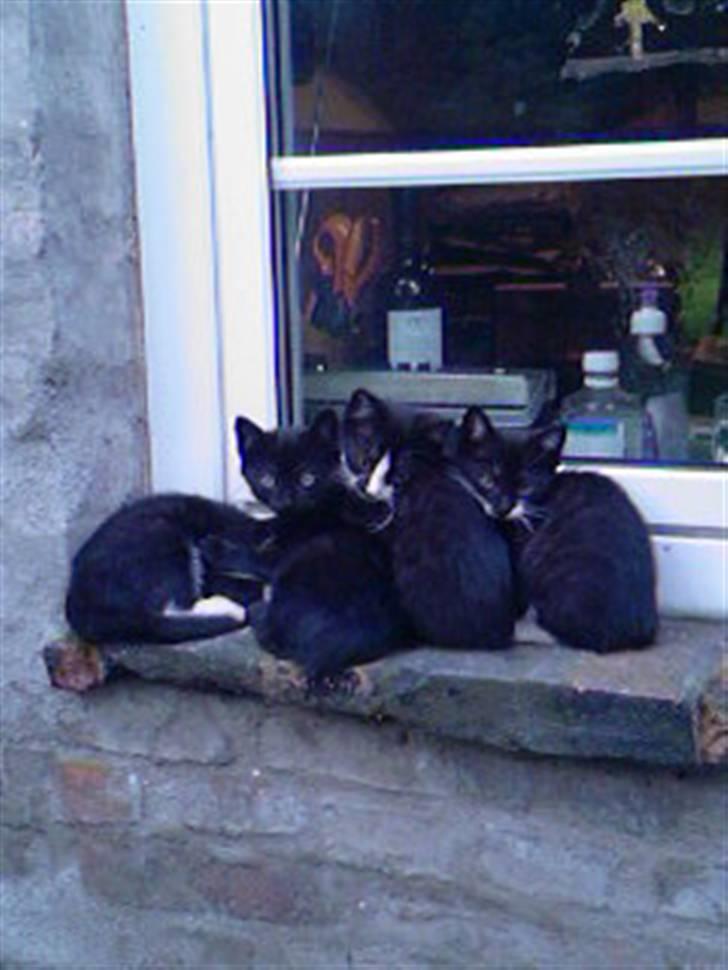 Huskat Kitty - Mig og alle mine søskene ! billede 8