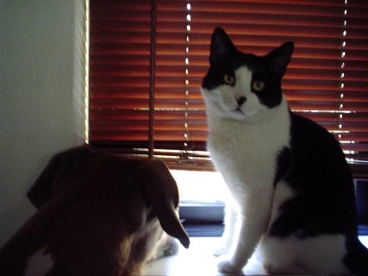 Blanding af racer FRITZ - iiiiiiiiiiihhh!! Harley fylder det hele i vinduet Moooooaaar!! billede 1