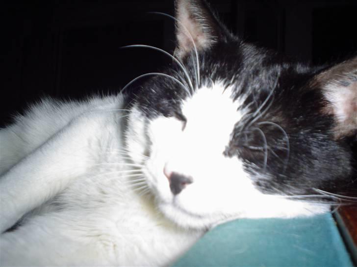 Blanding af racer FRITZ billede 2