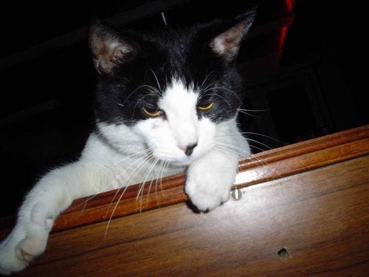 Blanding af racer FRITZ billede 3