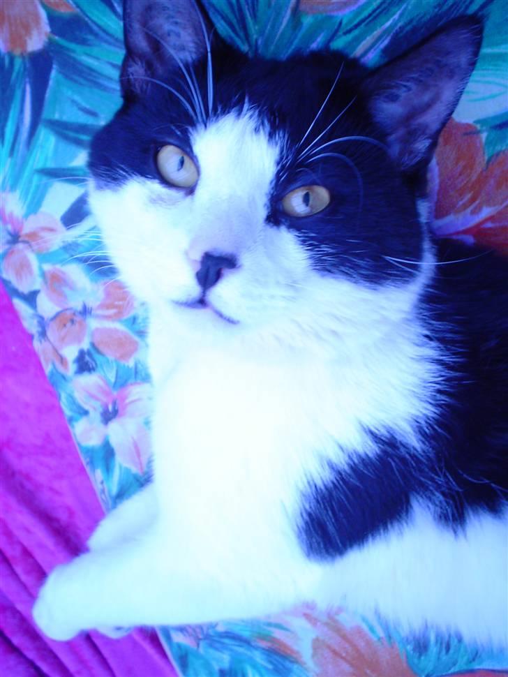 Blanding af racer FRITZ billede 4