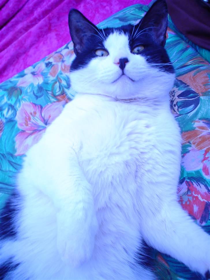 Blanding af racer FRITZ billede 5