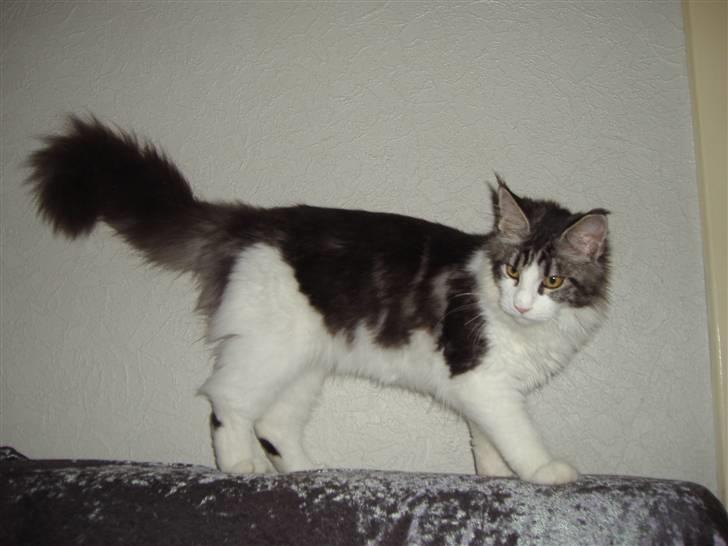 Maine Coon Coon Danica's Sex Bomb  - Bomben, 5 en halv mdr billede 15