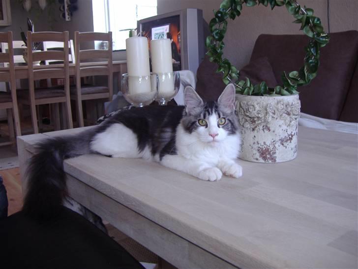 Maine Coon Coon Danica's Sex Bomb  - Bomben, 5 mdr billede 16