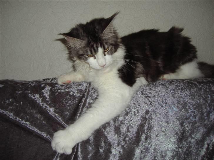 Maine Coon Coon Danica's Sex Bomb  - Bomben, 5 en halv mdr billede 17