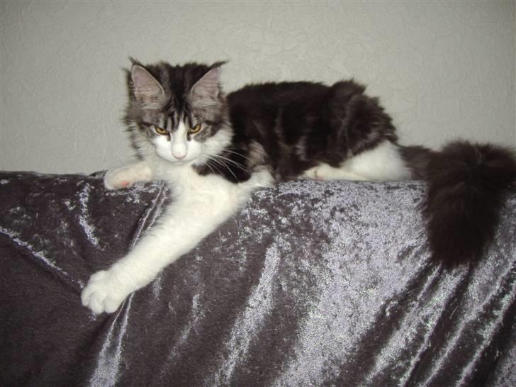 Maine Coon Coon Danica's Sex Bomb  - Bomben, 5 en halv mdr billede 18