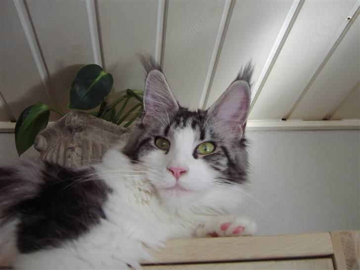 Maine Coon Coon Danica's Sex Bomb  - Bomben, 10 en halv mdr billede 19