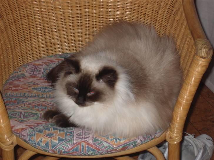 Ragdoll Furby billede 2