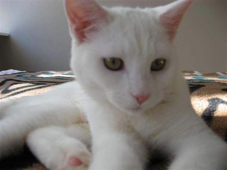 Huskat daisy billede 12