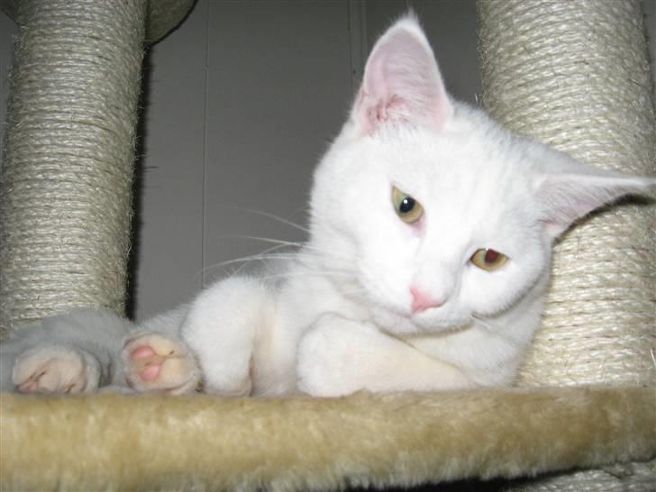 Huskat daisy billede 13